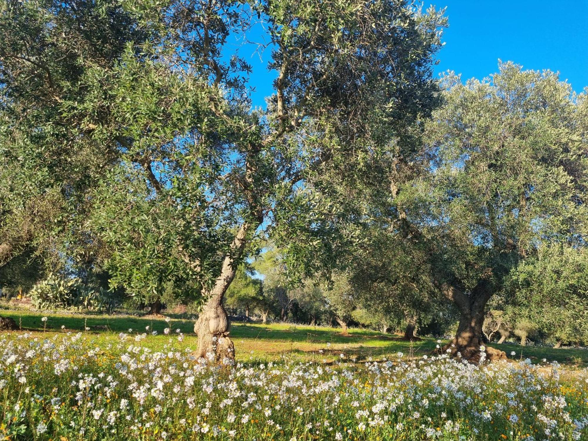 Bed and Breakfast Trulli Di Spinaruta Grottaglie Zewnętrze zdjęcie